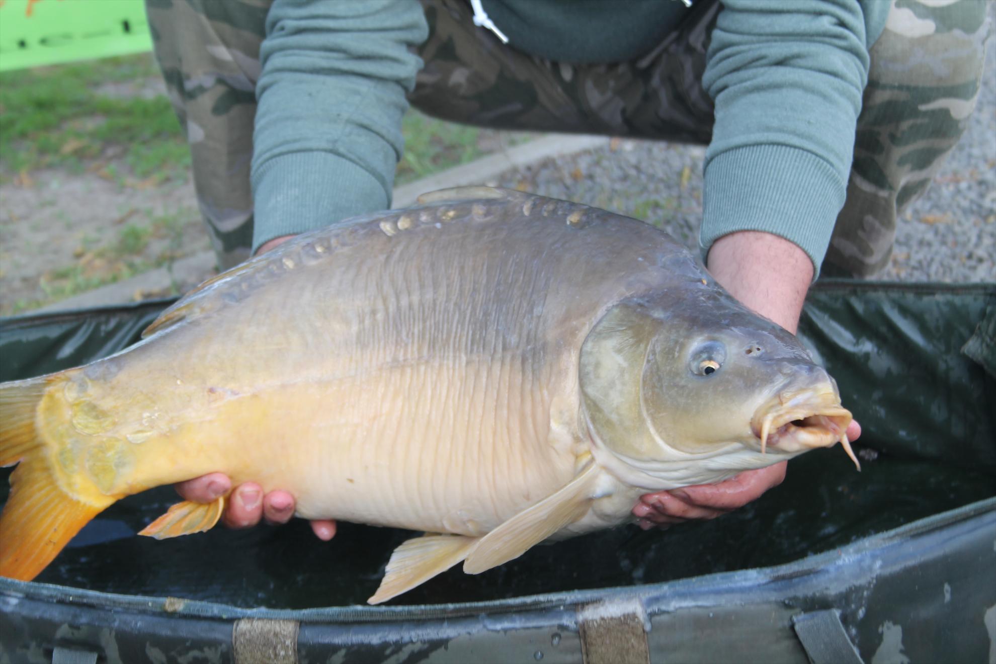 Nagykallo 2013 - nagykallo-aprilie2013-6561.JPG